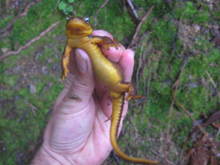 California Newt